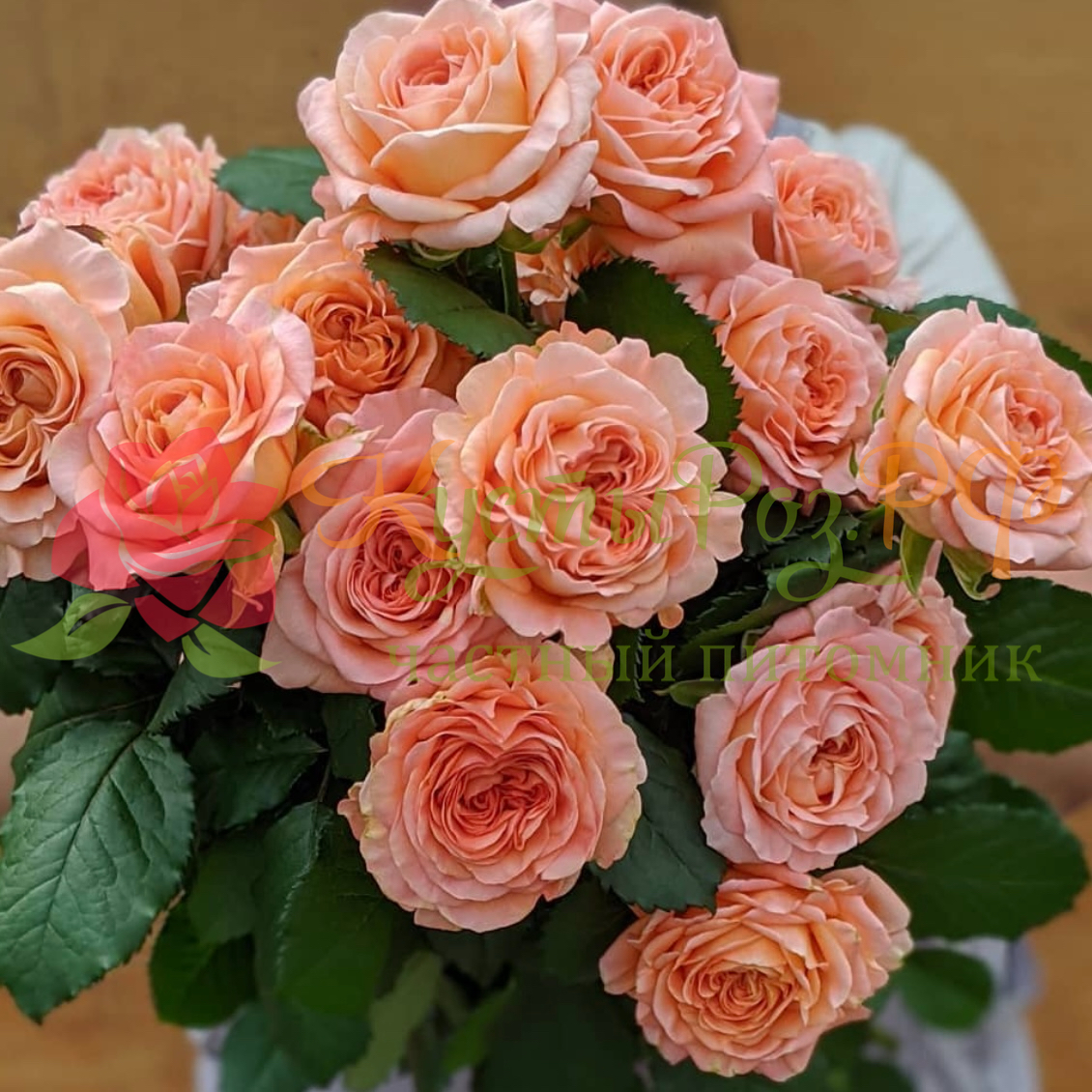 Априкот Лейс (Apricot Lace) в Туле