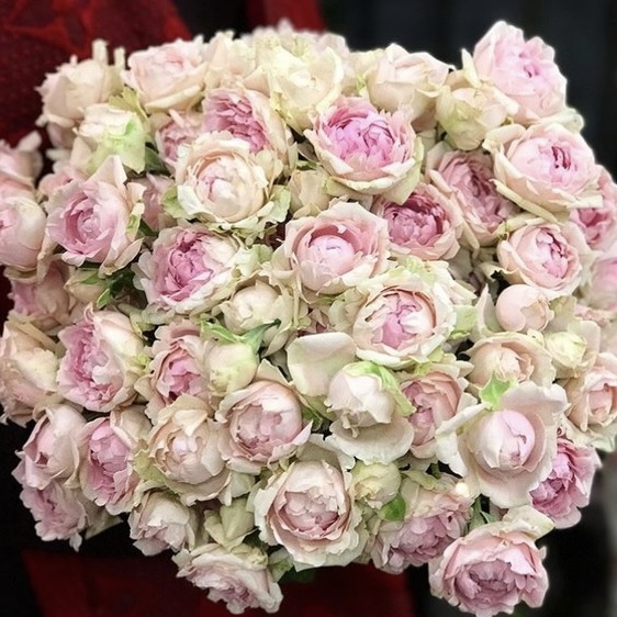 Кэнди Флоу в Туле