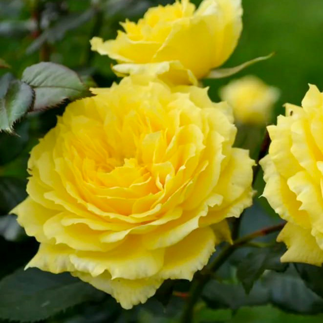 Чайна Гёрл (China Girl) в Туле