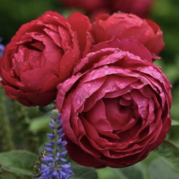 Аскот (Ascot ) в Туле