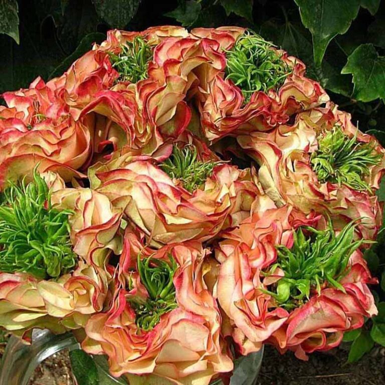 Мата Хари в Туле