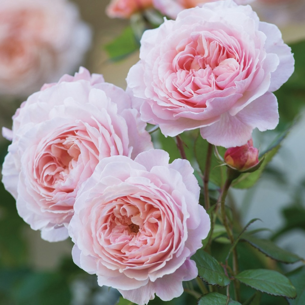 Э Шропшир Лэд  (A Shropshire Lad) в Туле