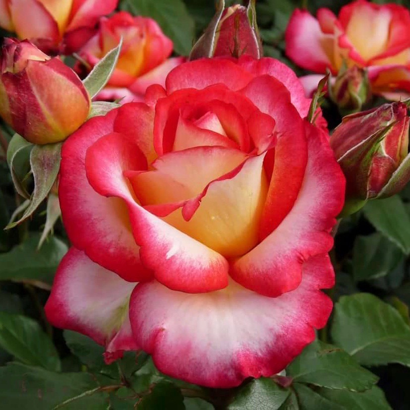 Лео Ферре (Leo Ferre) в Туле