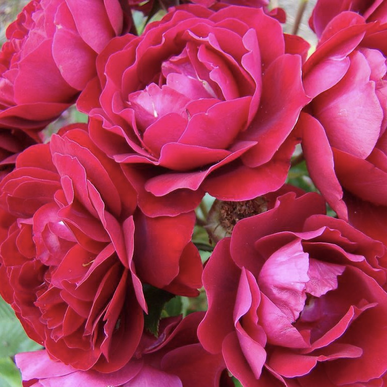 Ред Абунданс (Red Abundance) в Туле