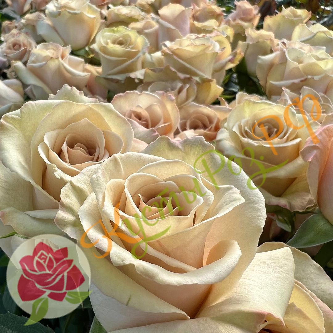 Брют (Brut) в Туле