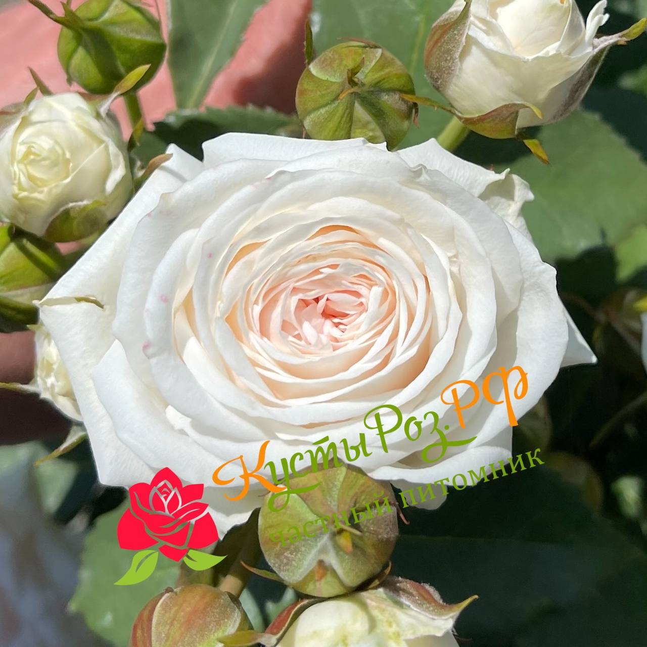 Эксклюзив Сенсейшен (Exclusive Sensation) в Туле