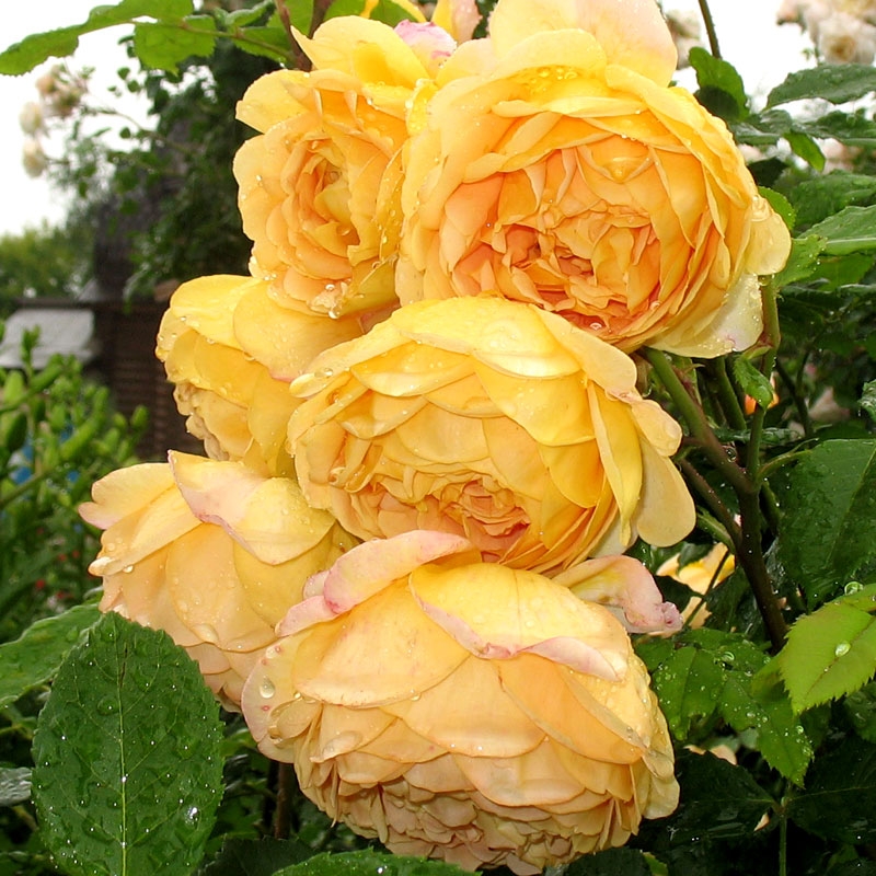 Голден Селебрейшен в Туле