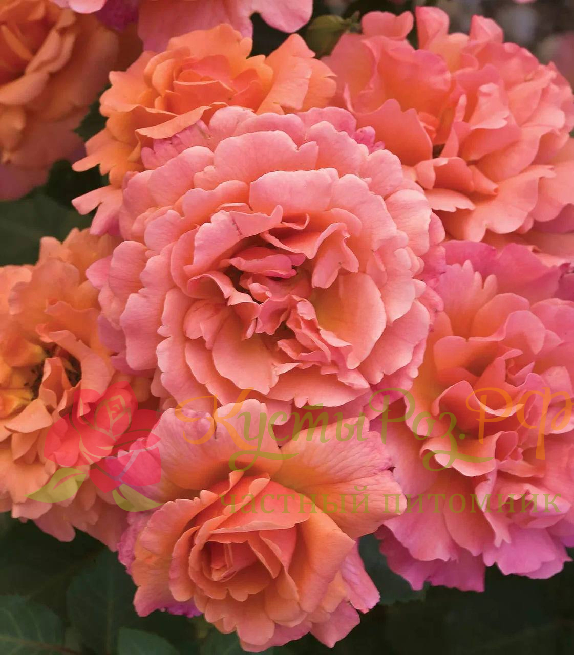 Изи даз Ит (Easy Does It) в Туле