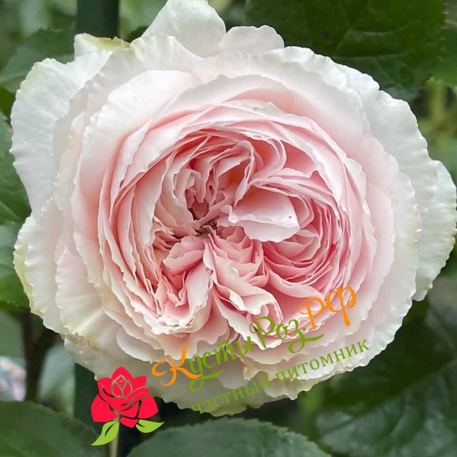 Хиори (Hiyori) в Туле