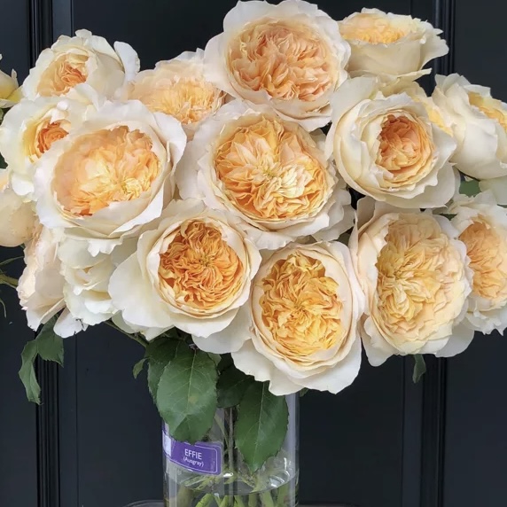 Эффи в Туле