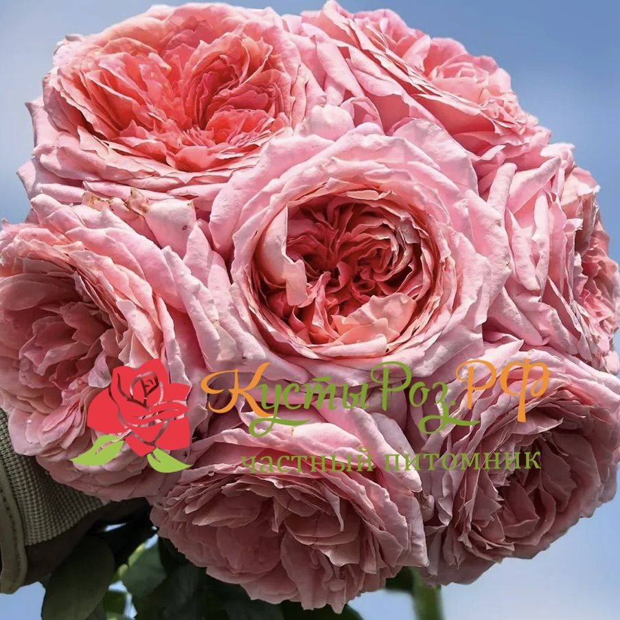 Анна-Софи Пик (Anne-Sophie Pic) в Туле