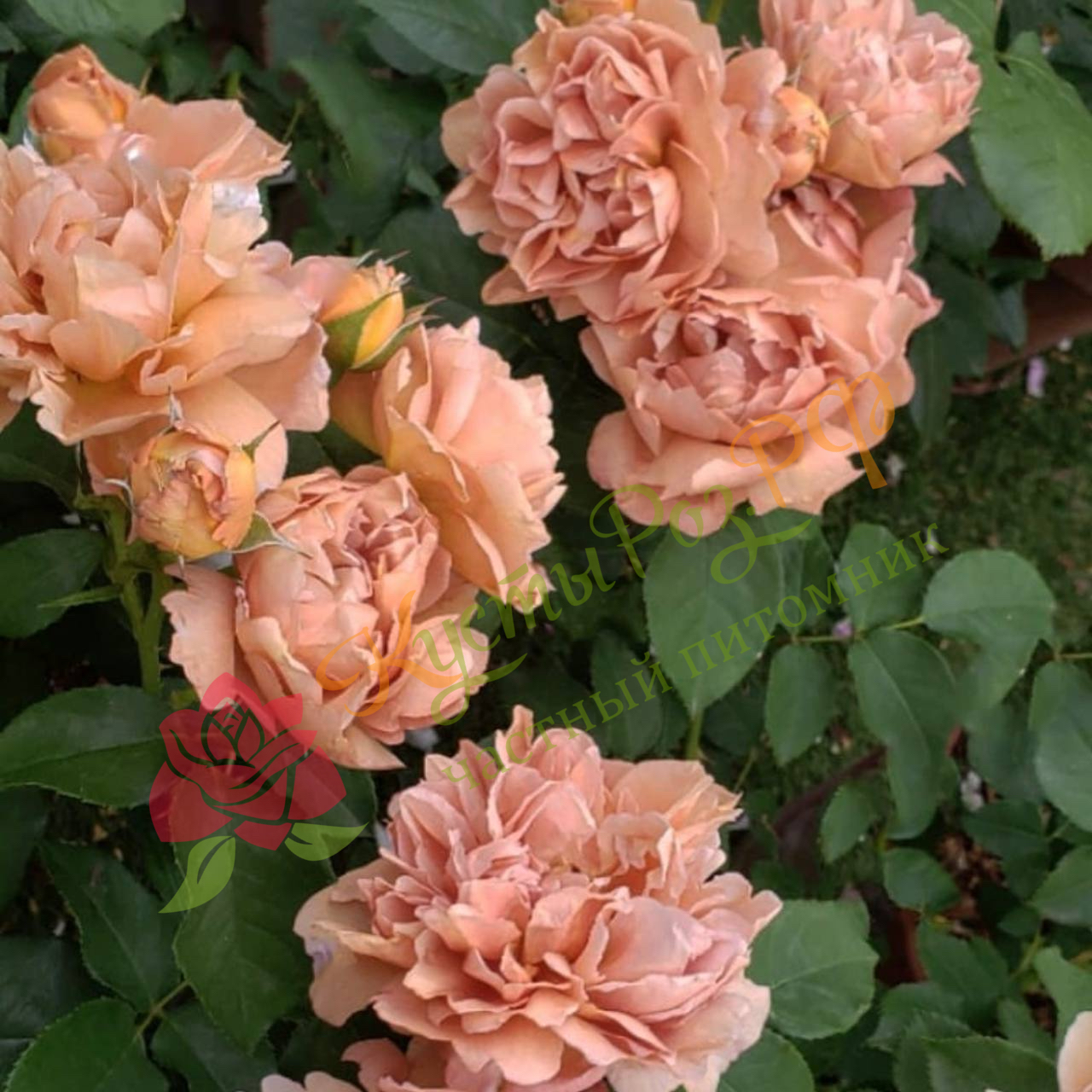 Кафе (Cafe) в Туле