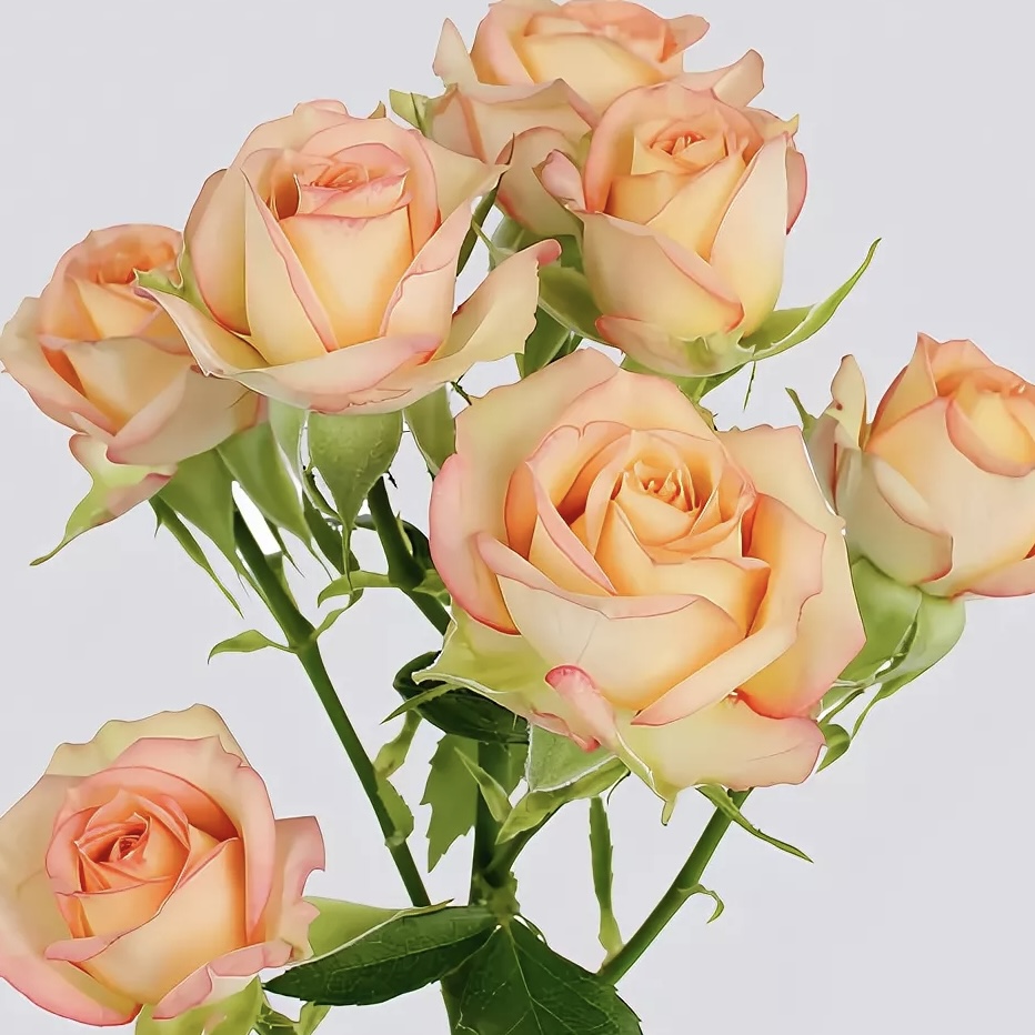 Азор (Azore) в Туле