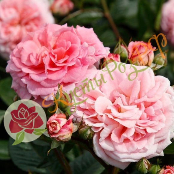 Амаретто (Amaretto) в Туле