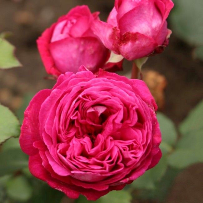 Фрайфрау Каролина в Туле