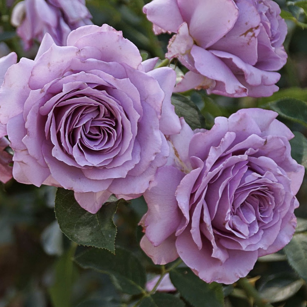 Лав Сонг в Туле