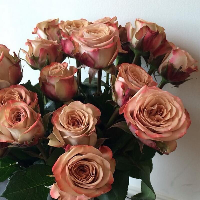 Капучино (Capucino) в Туле