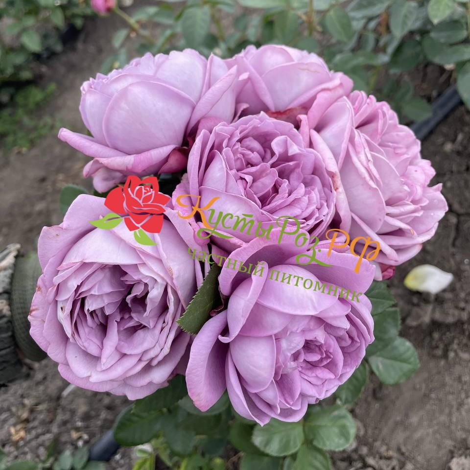 Кинда Блю (Kinda Blue) в Туле