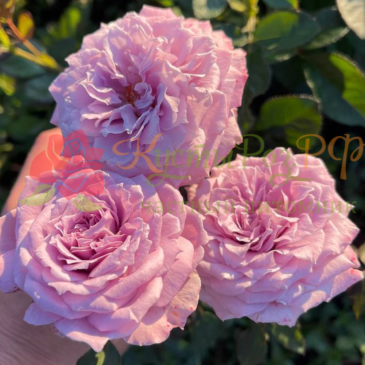 Лавендер Кристалл (Lavender Crystal) в Туле