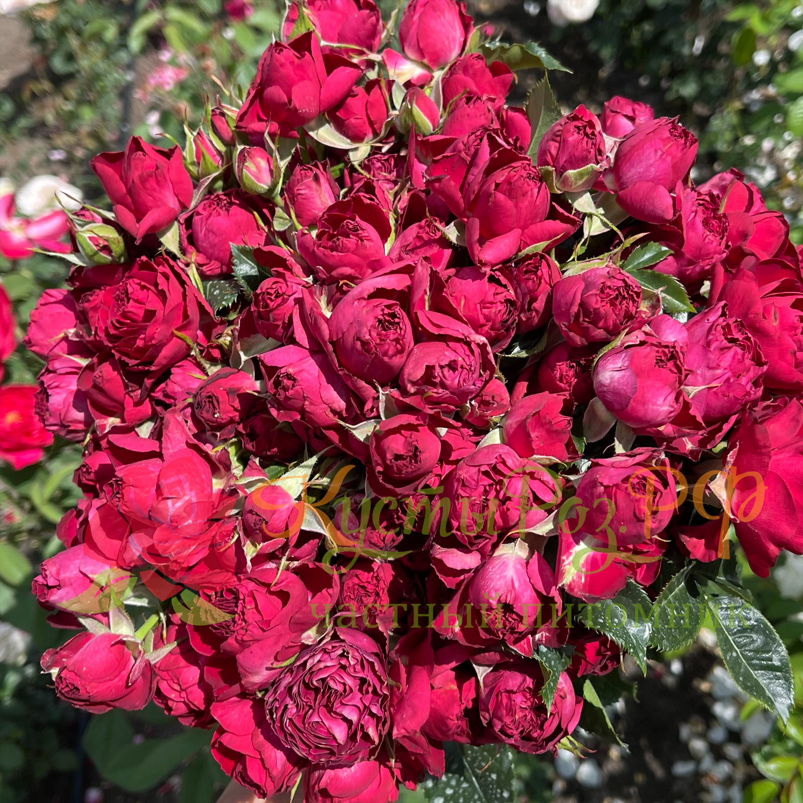Ред Лейс (Red Lace) в Туле