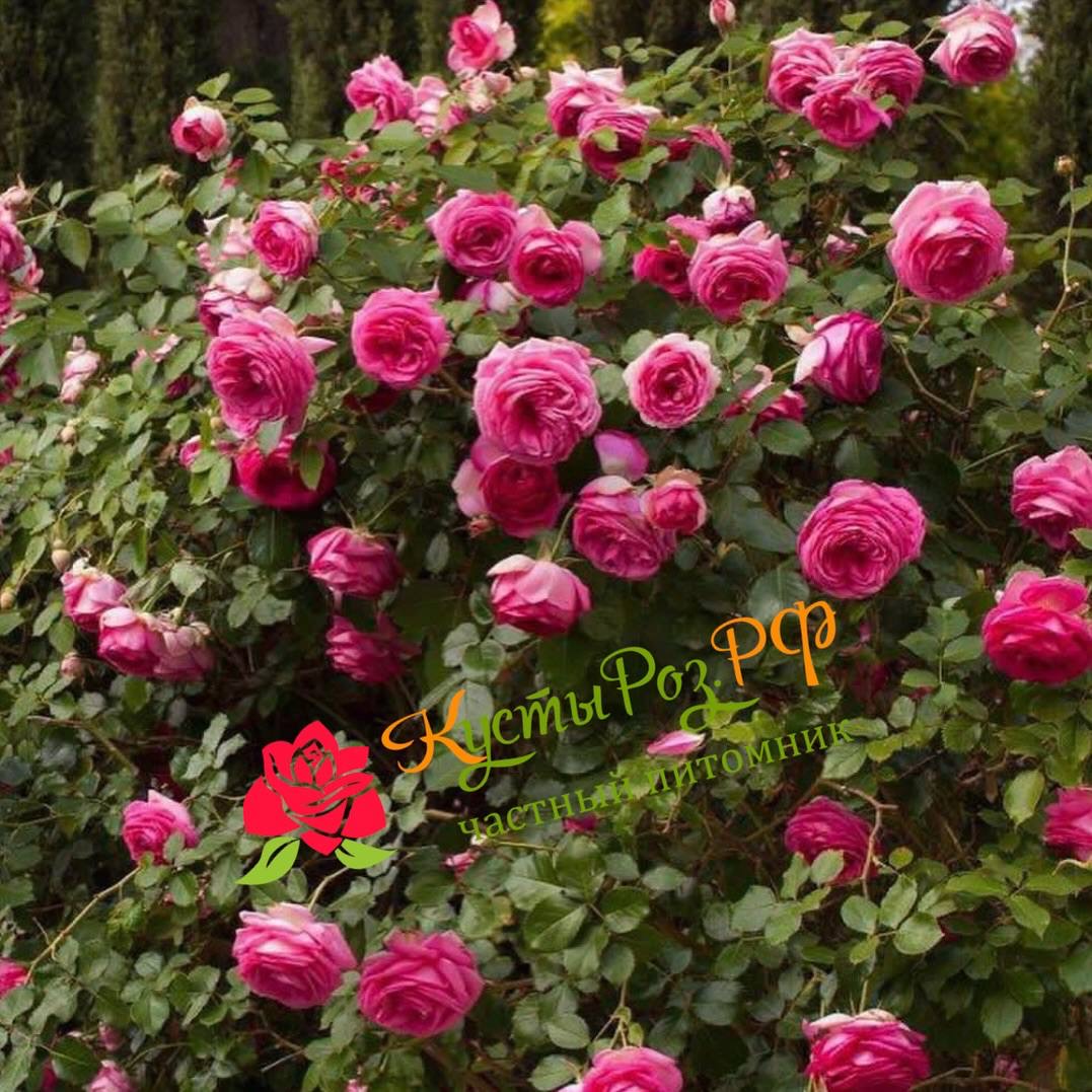 Цикламен Пьер де Ронсар (Cyclamen Pierre de Ronsard) в Туле
