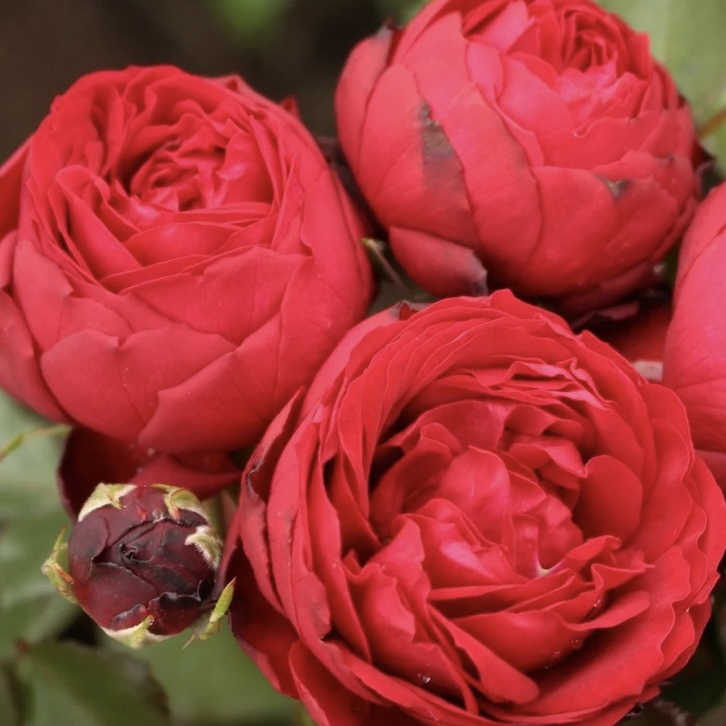 Тиль Уленшпигель  в Туле