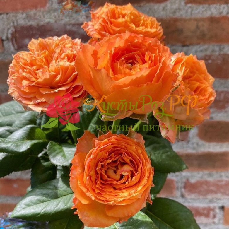 Оранж Романтика (Orange Romantica) в Туле