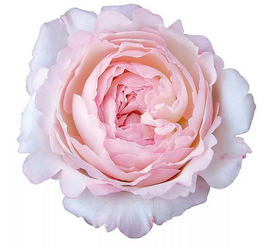 Кейра в Туле