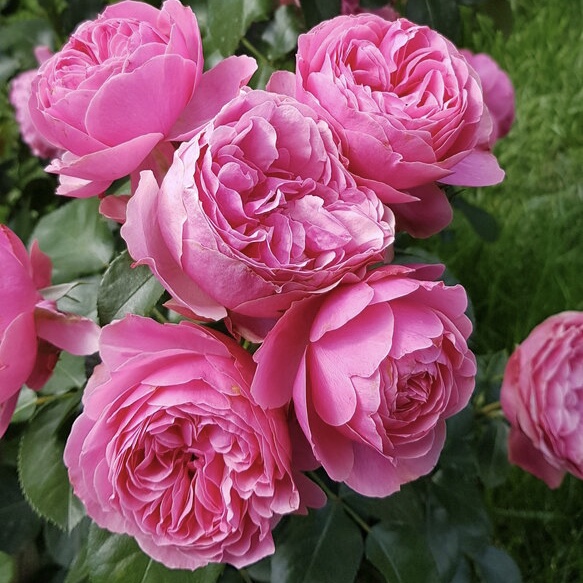 Леонардо да Винчи в Туле