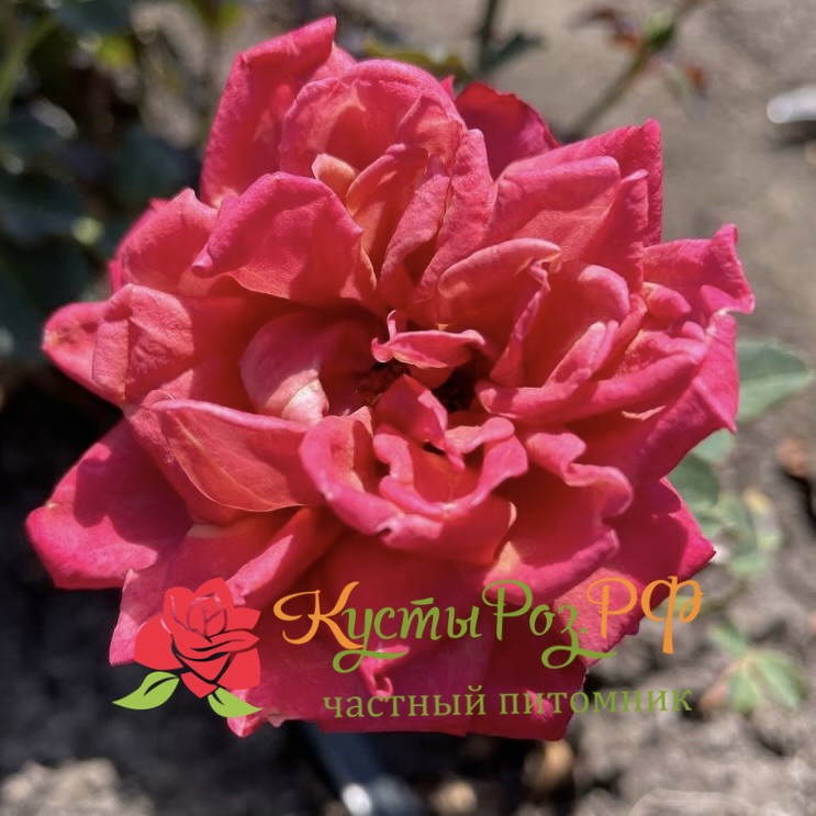 Ча-Ча (Cha-Cha) в Туле