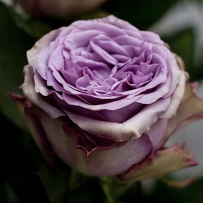 Дольчетто (Dolcetto) в Туле