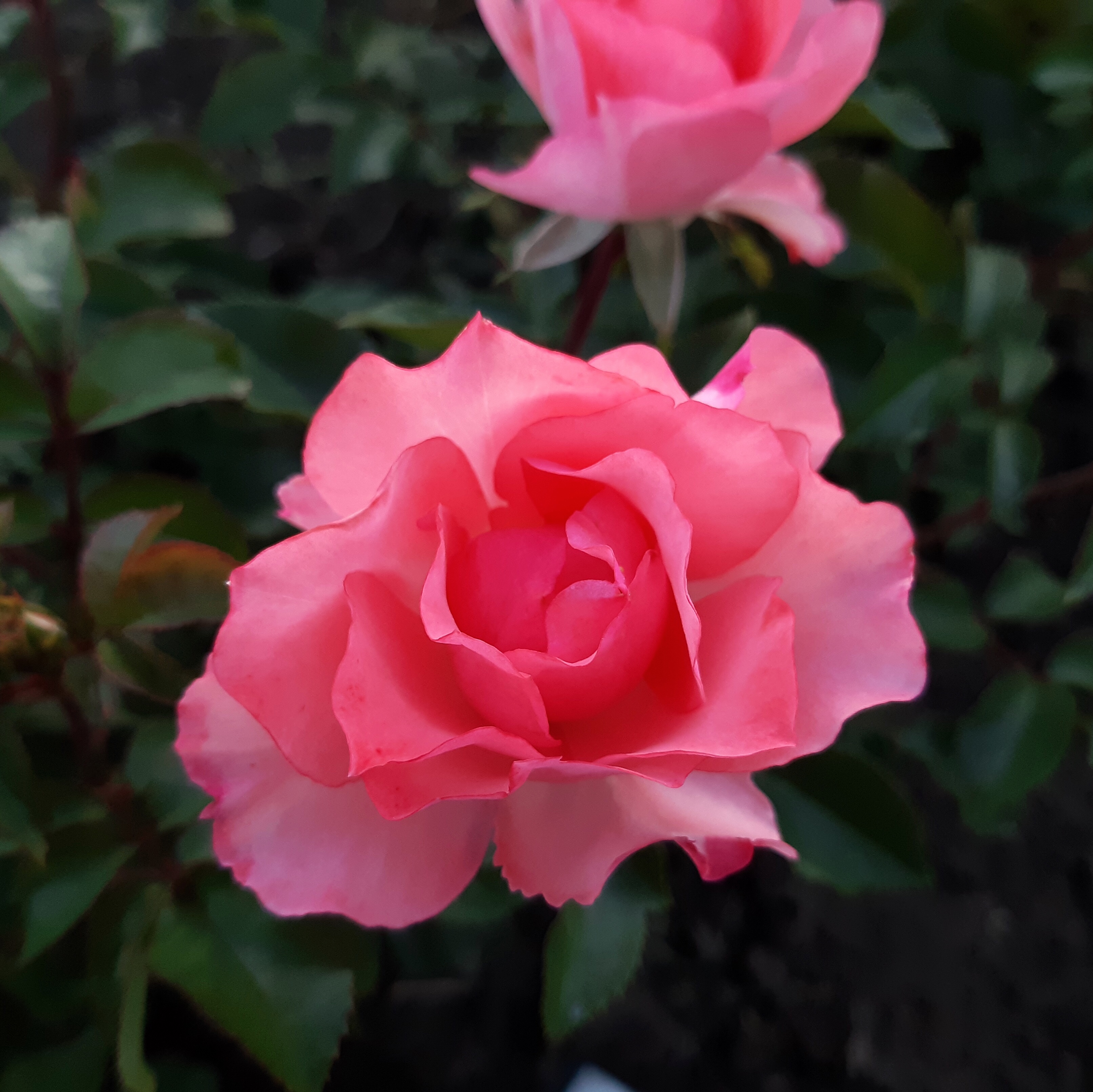 Сады Франции  (Jardins de France) в Туле