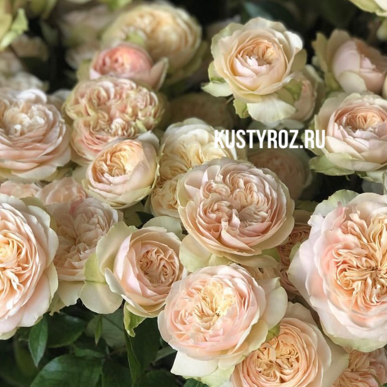 Викториан Веддинг (Victorian Wedding) в Туле