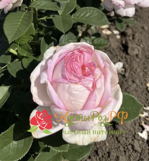 Эмейзинг Грейс (Amazing Grace) в Туле