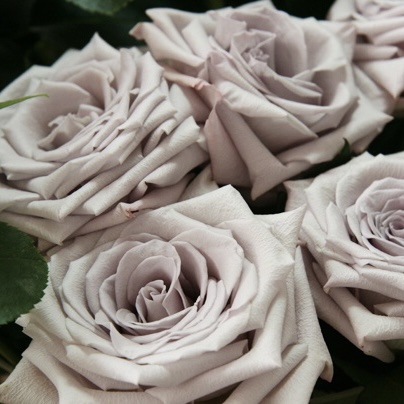 Мента в Туле