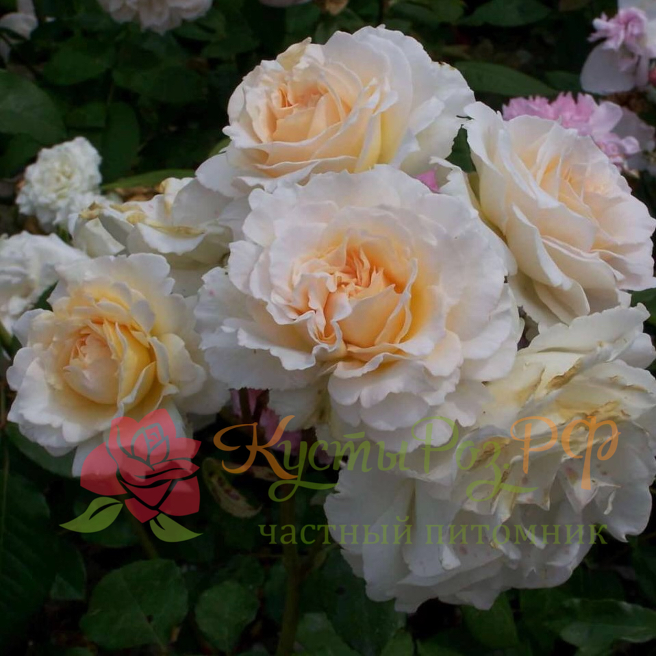 Пустыния (Poustinia) в Туле