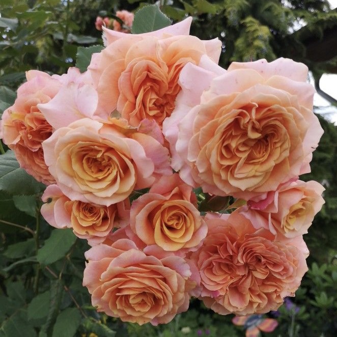 Ла Вилла Котта в Туле