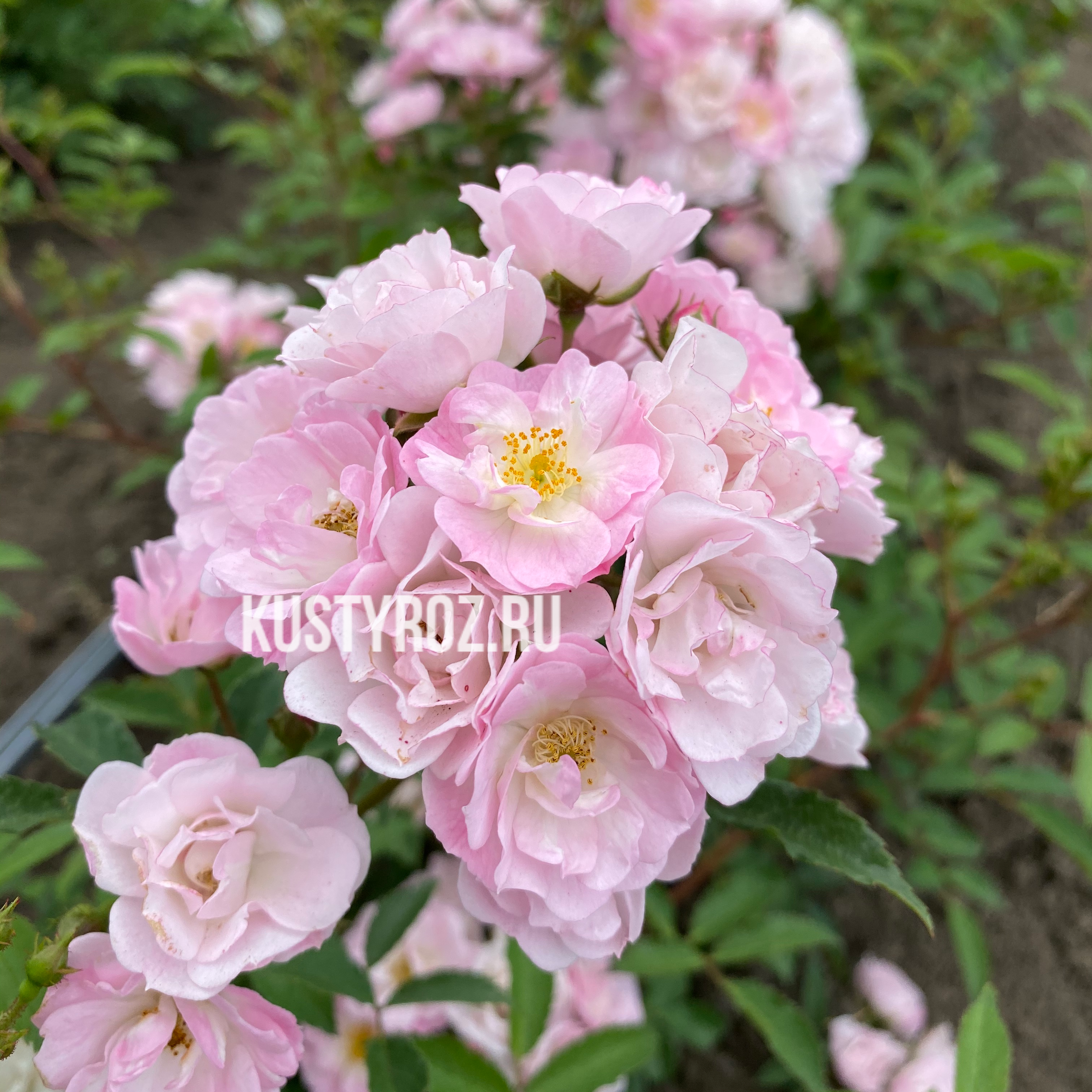 Хевенли Пинк (Heavenly Pink) в Туле