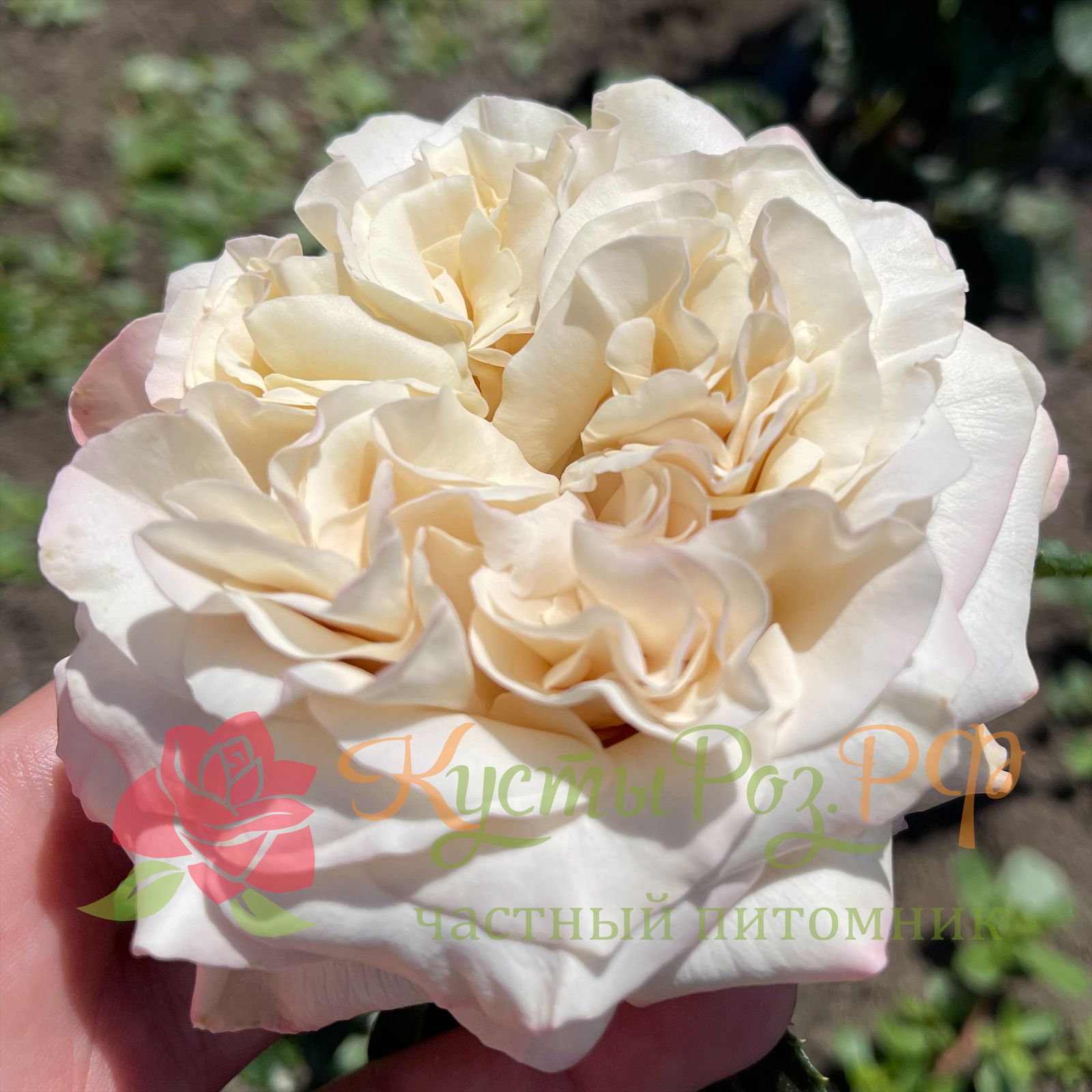 Вестминстер Эбби (Westminster Abbey) в Туле