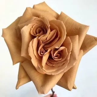 Тоффи в Туле