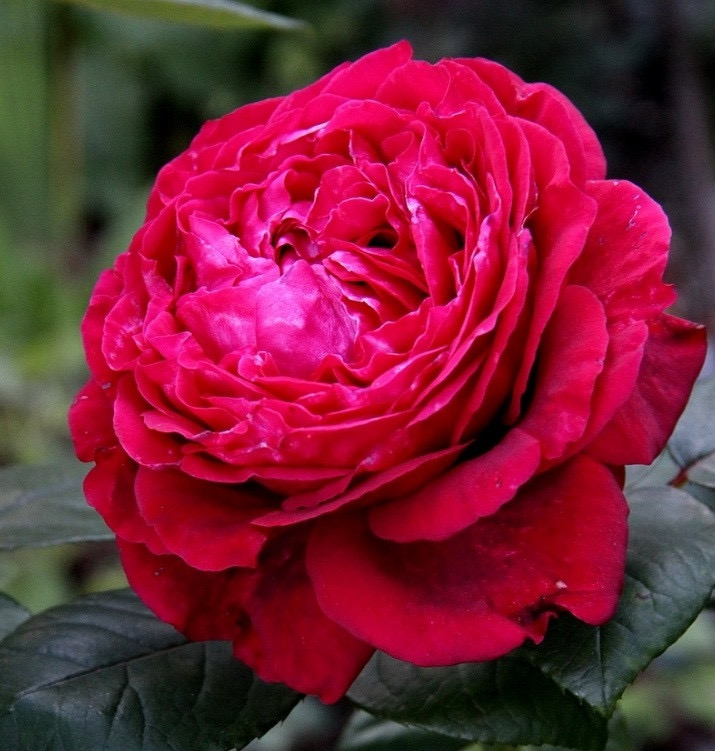 Ля Роз де Кватрэ Вен  ( Rose des 4 Vents) в Туле
