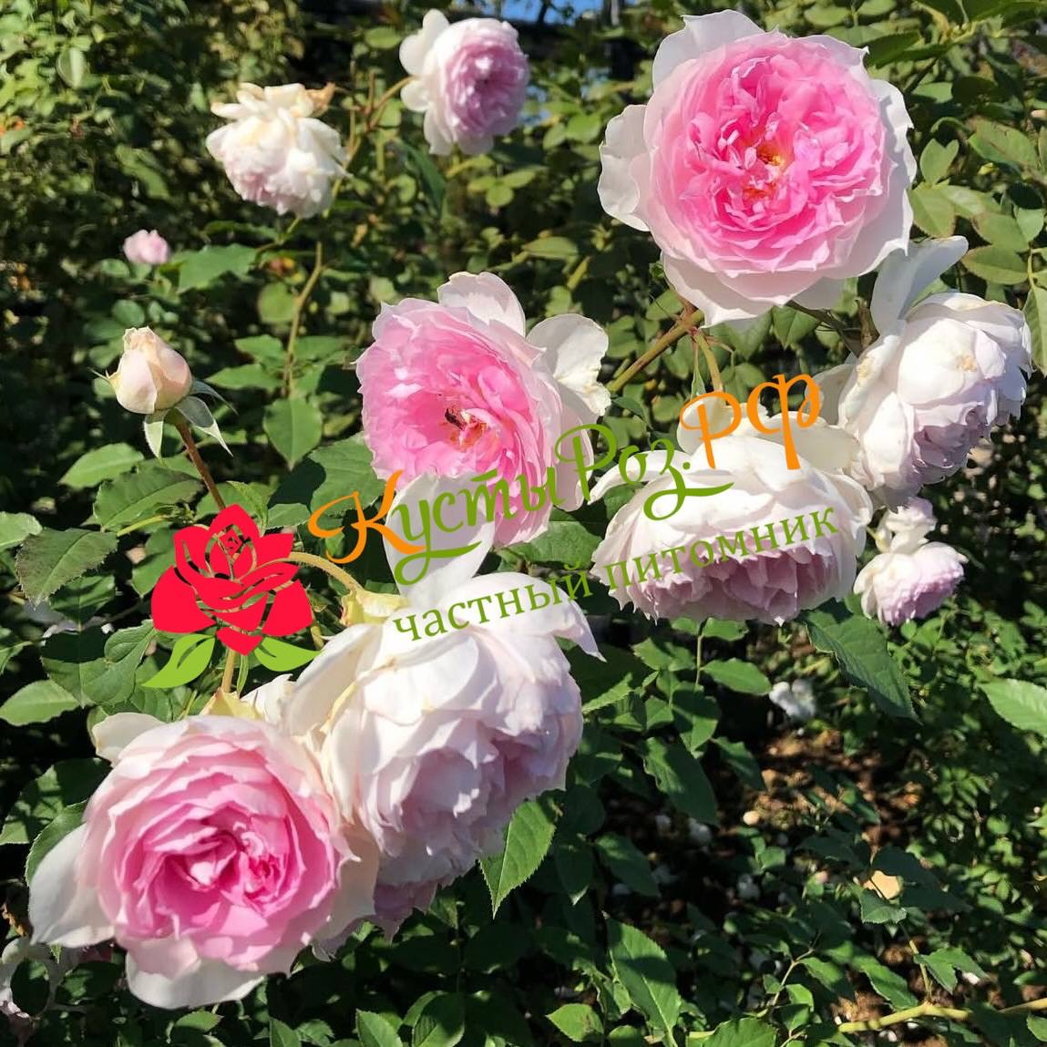 Шалимар (Shalimar) в Туле