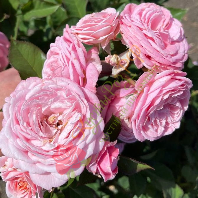 Розеграфин Мария Генриетта (Rosengräfin Marie Henriette) в Туле