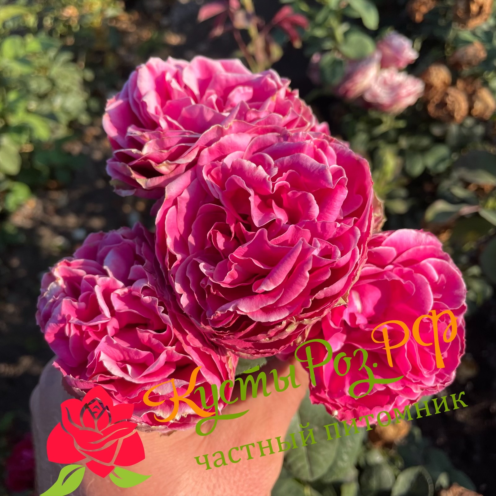 Хот Пинк Лейс (Hot Pink Lace) в Туле