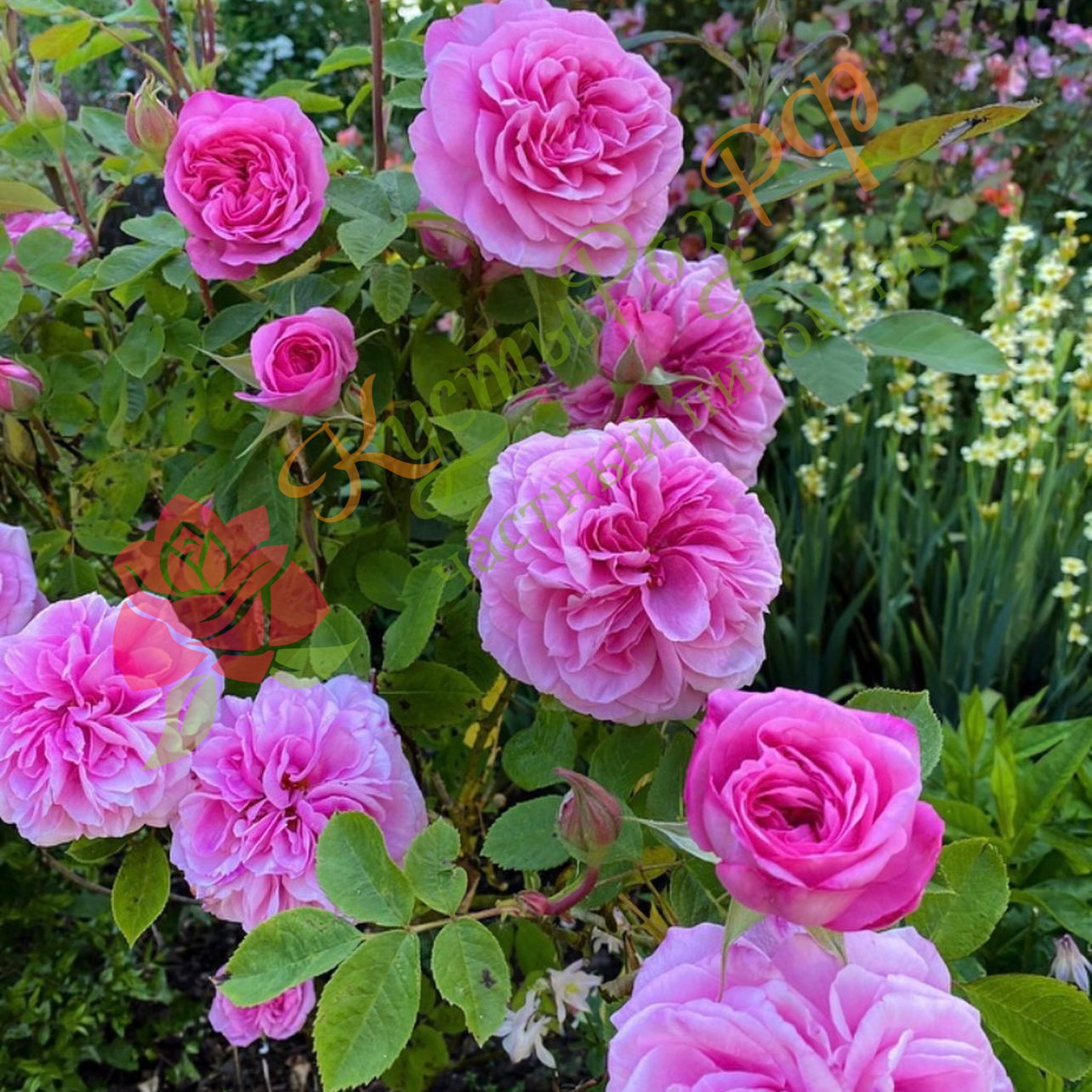 Гертруда Джекилл (Gertrude Jekyll) в Туле