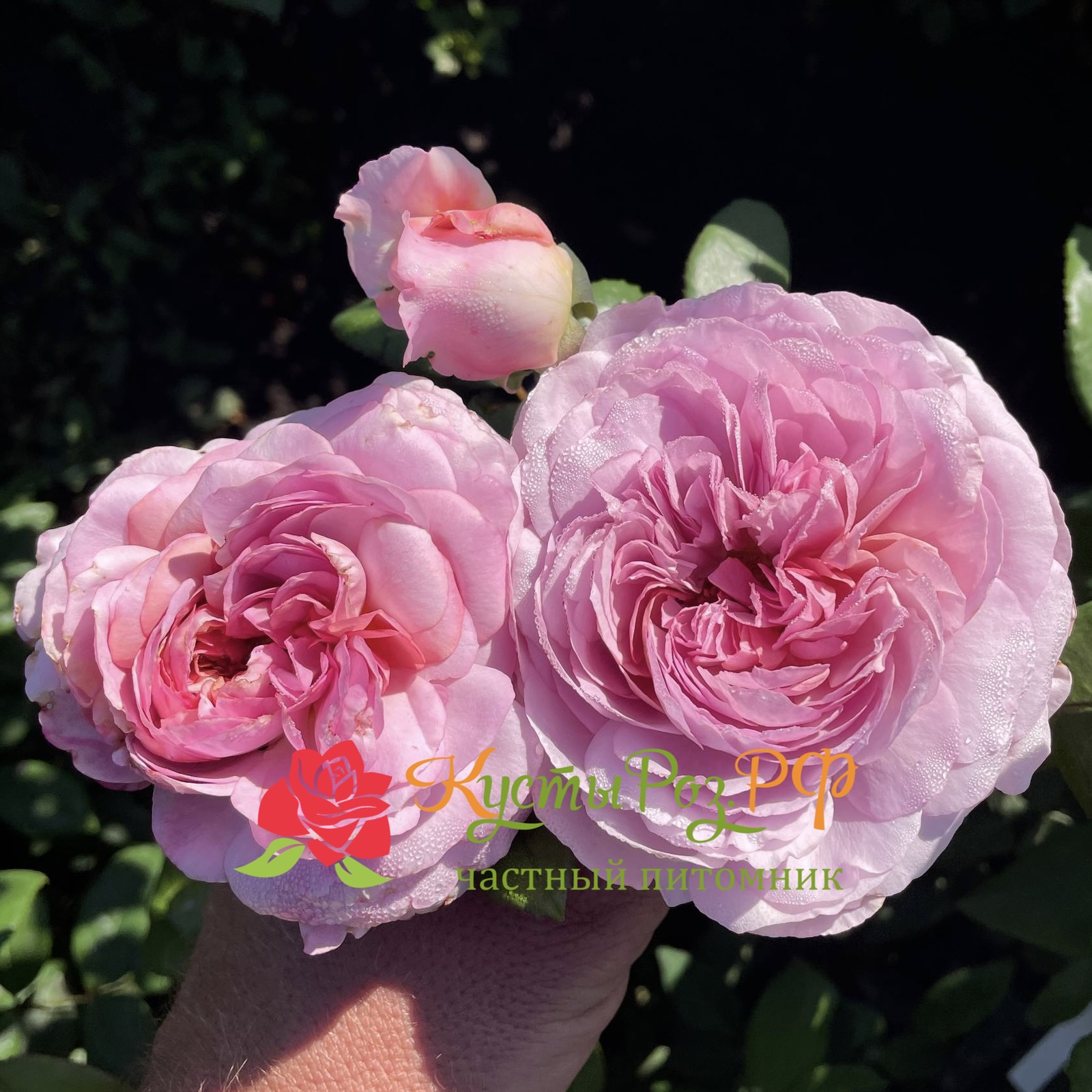 Зе Прайд (The Pride) в Туле