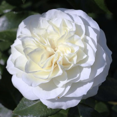 Алабастр в Туле