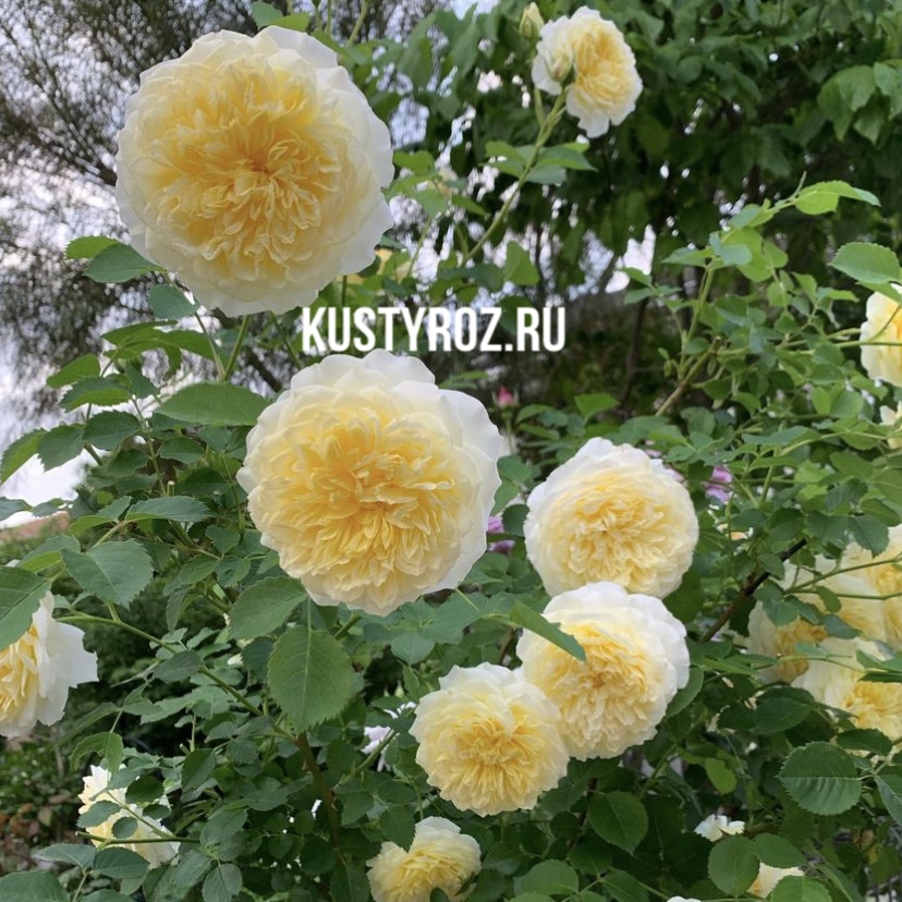 Зе Пилгрим (The Pilgrim) в Туле