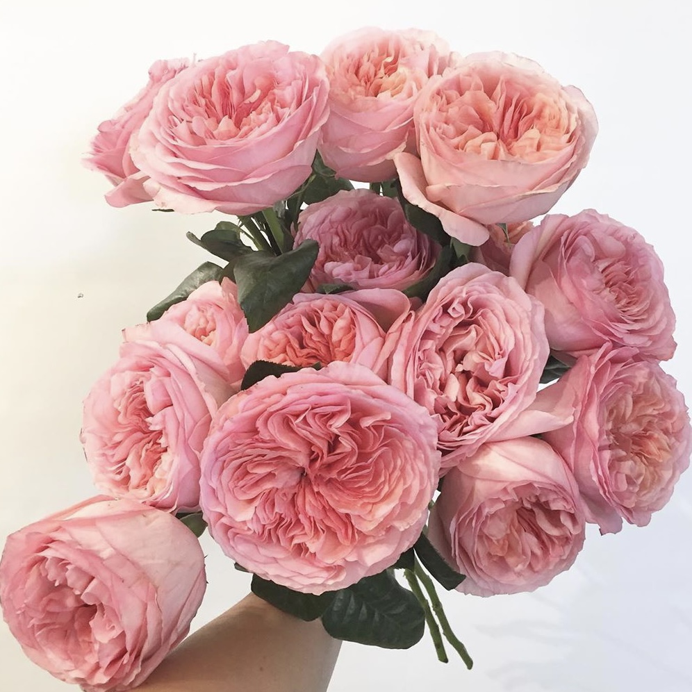 Пинк Экспрешн  (Pink X-Pression) в Туле