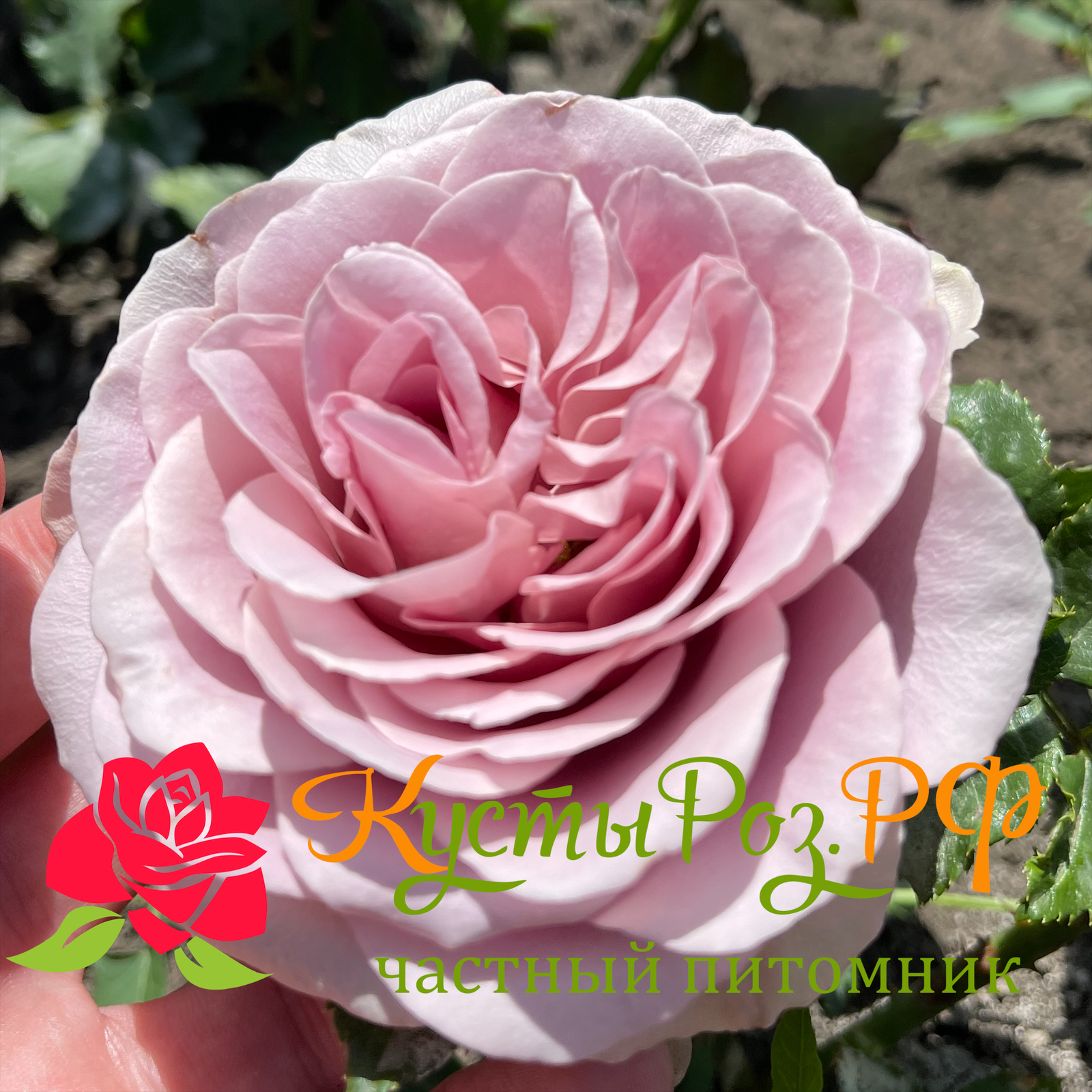 Монмартр (Montmartre) в Туле